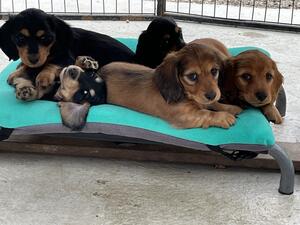 Outgoing pups raised in family home with children