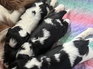 Gorgeous outgoing well socialised