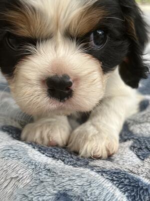 Pups raised in family home with children