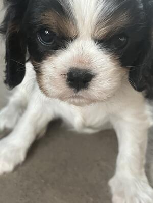 New owners will receive a lifetime of support