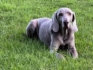 Gentle old man