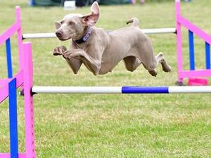 Jumping Queen