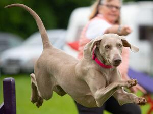 Agility Star