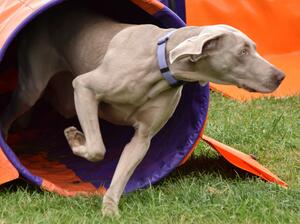 Agility star