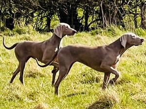 The fabulous pointing sisters!