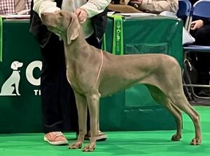 Crufts 2020