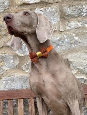 Handsome Hector