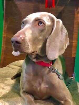 Daisy at Crufts 2019