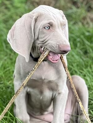 Gorgeous as a puppy