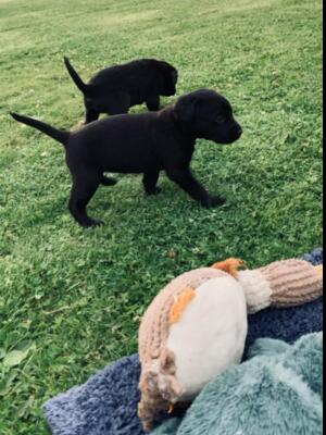 Pups 1