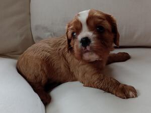 Humphrey