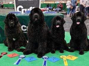 Crufts 2023