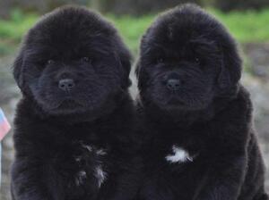Two of our previous pups