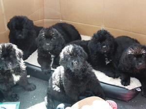 Newfie Pups