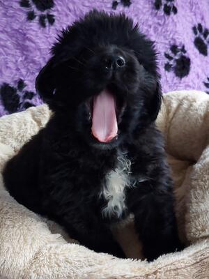 Our Alba as a puppy