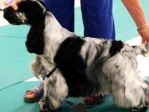 Cromby, a real star