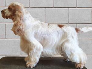 Best In Show