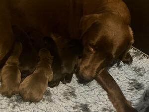 mum and pups
