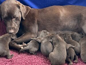 mum with new puppies