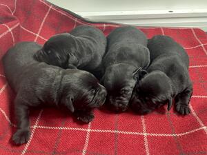 back puppies