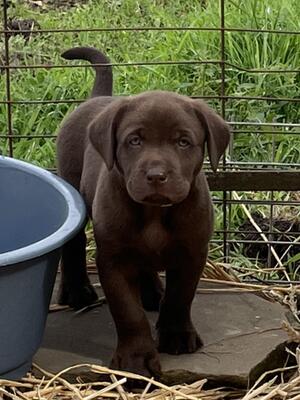 dog puppy
