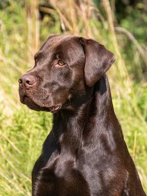 Rolo (Colorado Might)