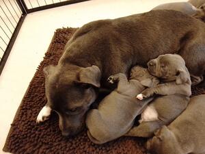 Mum with pups