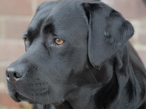 Head shot of Maverick