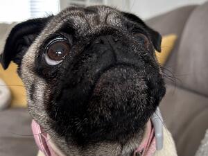 Crumpet