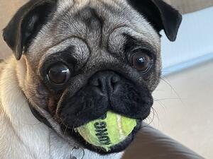 Crumpet