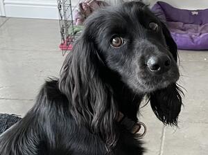 Treacle