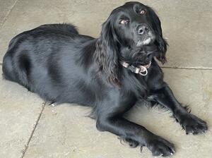 Treacle looking fat