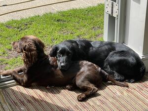 Treacle and Daughter
