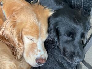 Honey and Treacle - Mum and Daughter