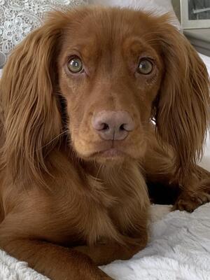 Malabarica Red Pup