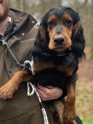 Tod Sire