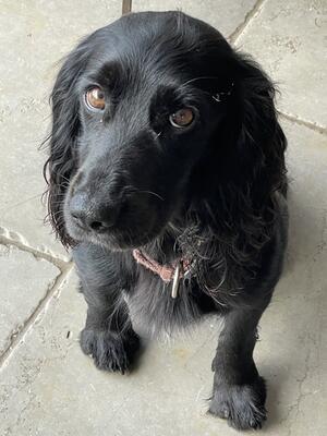 Treacle Again