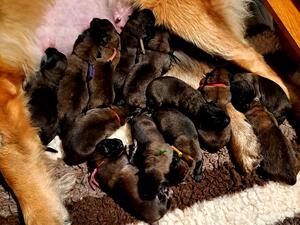 Piper with her babies