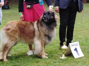 Luna winning at Leonberg