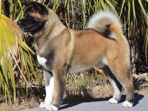 The Sire: Multi Ch Estruphus My Dynamic Task Force