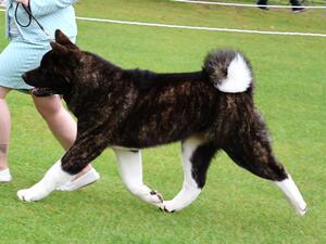 Onyx on the move 7 Months