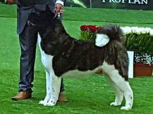 Int Ch Whitewreath Head of State Ruthdales