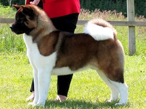 Champion Whitewreaths Carbon Copy