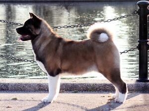 Ember at 2 Years