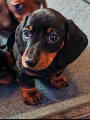 Black and Tan Boy
