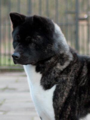 Tasha