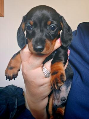 Black and Tan Boy