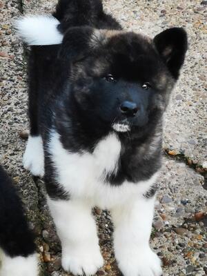 Puppy Boy