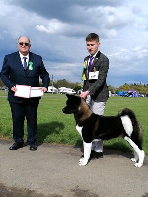 Crystal winning Best of Breed at WELKS CH Show