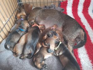 Rhea with her babies